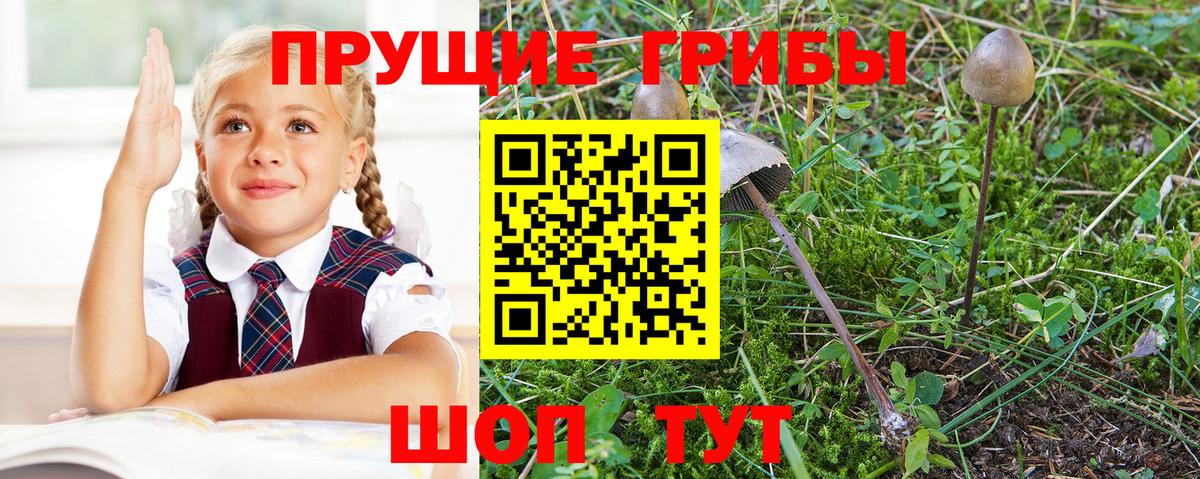 Псилоцибиновые грибы мицелий  Псилоцибиновые грибы Psilocybine cubensis  закладка  Вход с VPN  Волгоград 